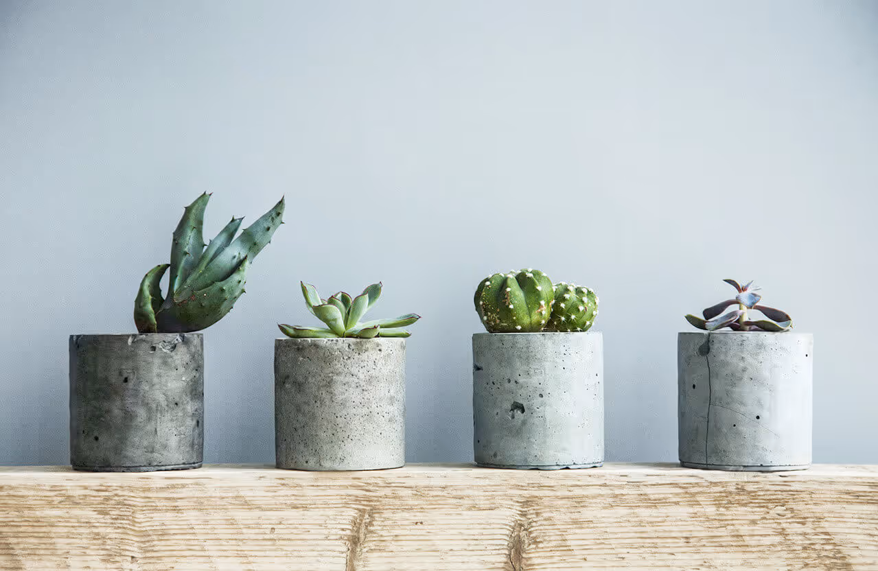 MOLTENI-VERNICI special paint for design: succulent plants in concrete pots