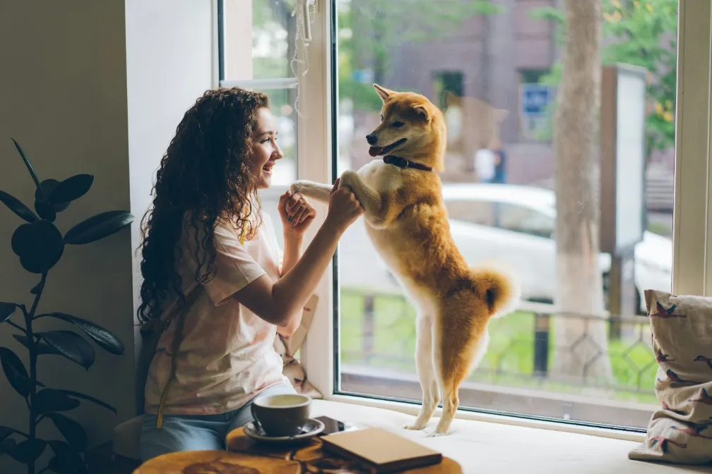A woman with curly hair smiles at a Shiba Inu dog standing on its hind legs on a windowsill. They are touching paws as the woman sits at a table with a cup of coffee. Through the window, trees and a car are visible.