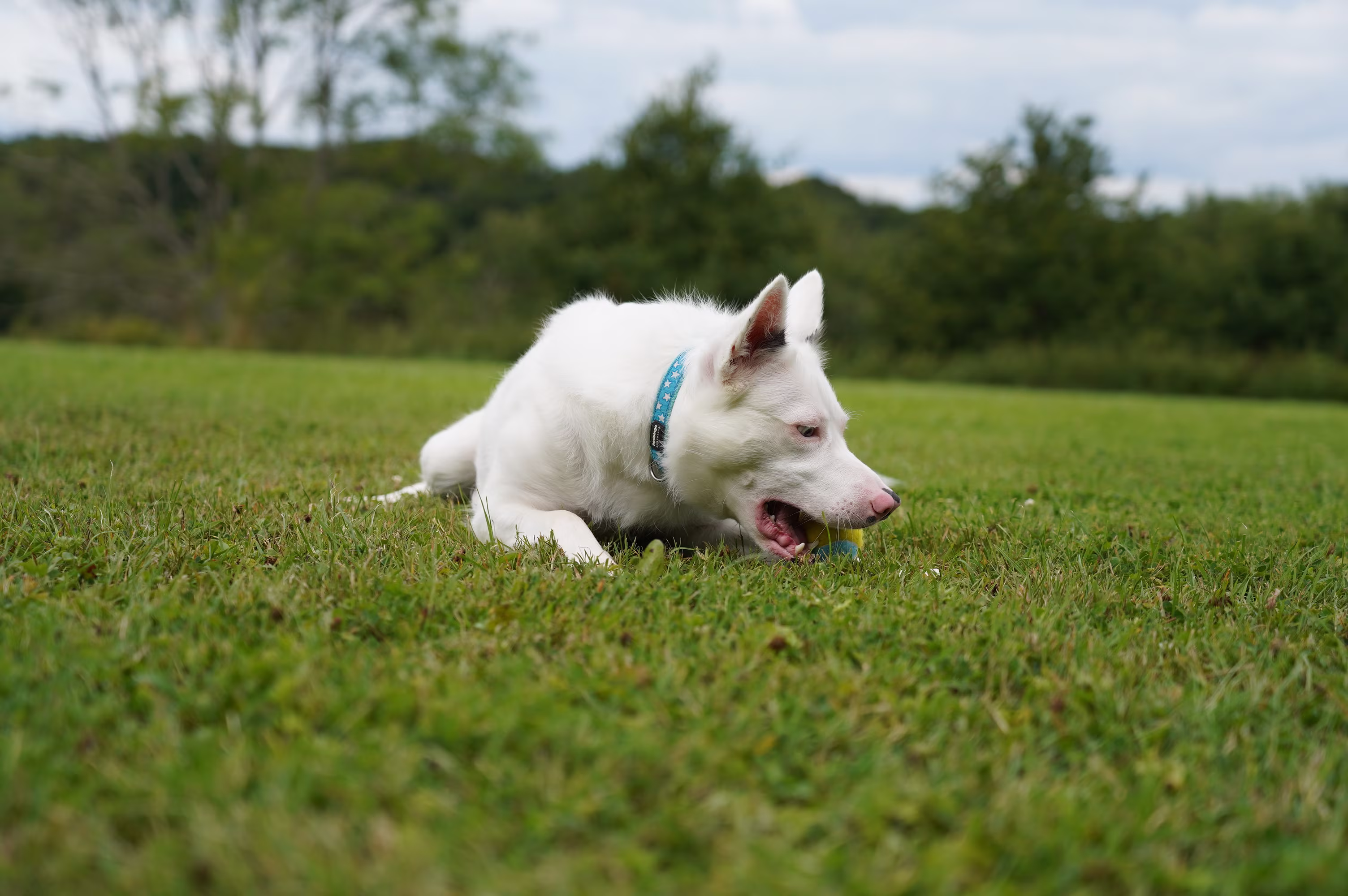A Kit Wilson Dog playing in the grass.
