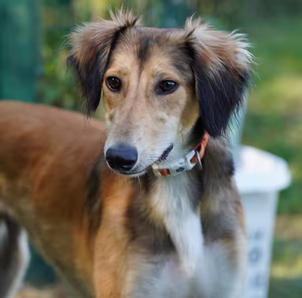 Chip, a 10 months old male Lurcher available for adoption from Kit Wilson Trust in East Sussex