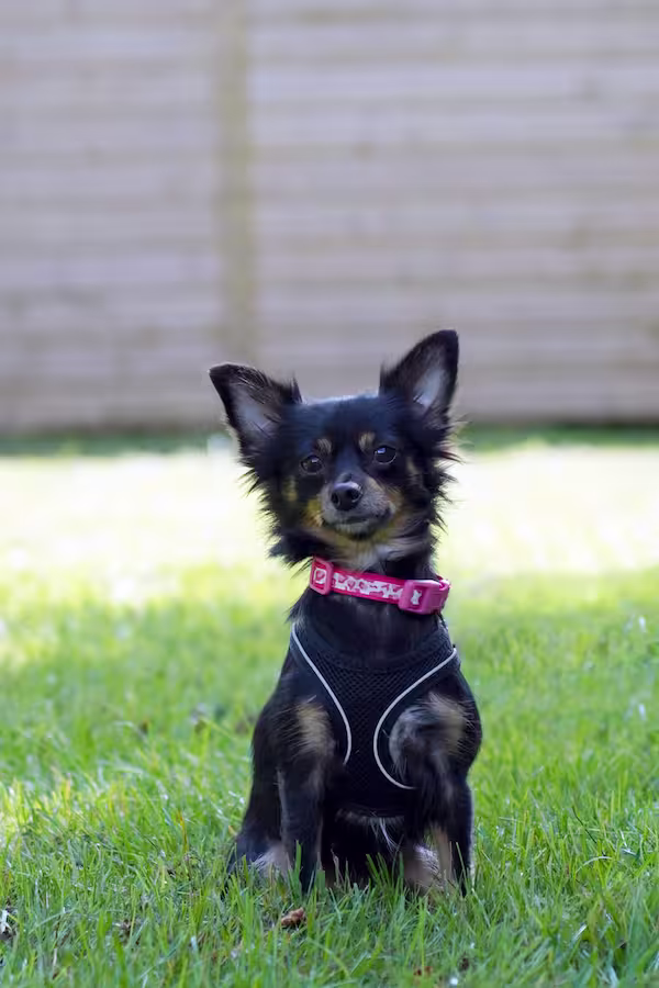 Mitzi, a 2 years old female Chihuahua available for adoption from Kit Wilson Trust in East Sussex