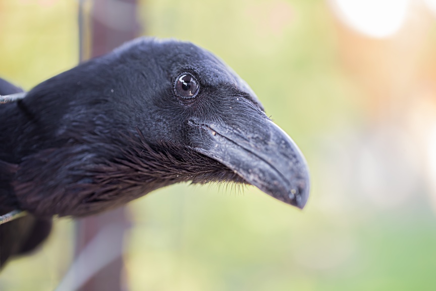 Joe the Crow