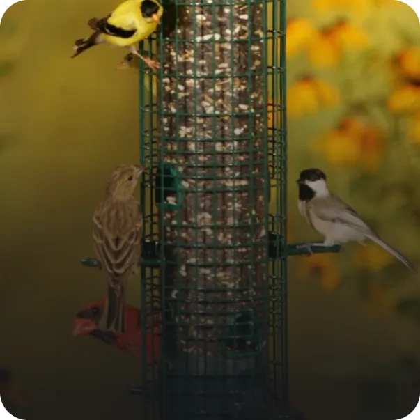Goldfinch, sparrow, and chickadee feeding from a caged bird feeder against a garden backdrop.