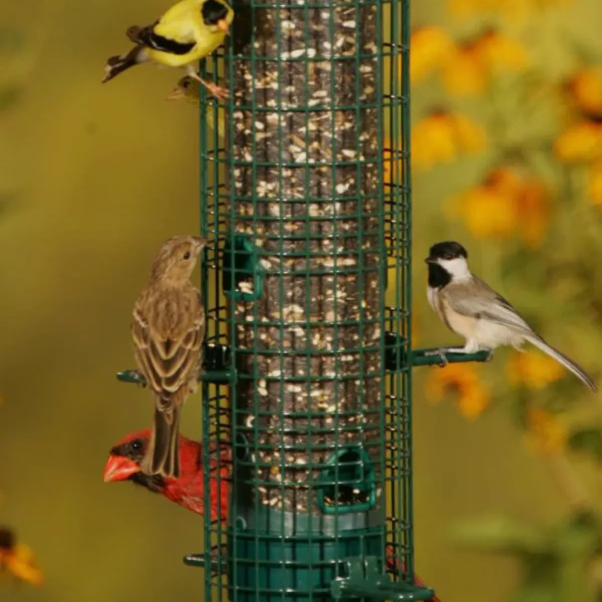 Goldfinch, chickadee, cardinal, and sparrow perched on a bird feeder surrounded by yellow flowers.