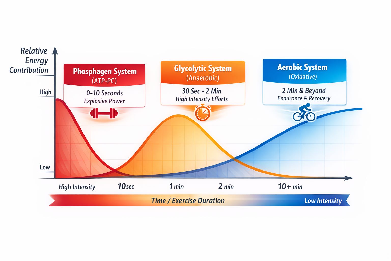 Understanding Energy Systems to Train Smarter and Perform Better