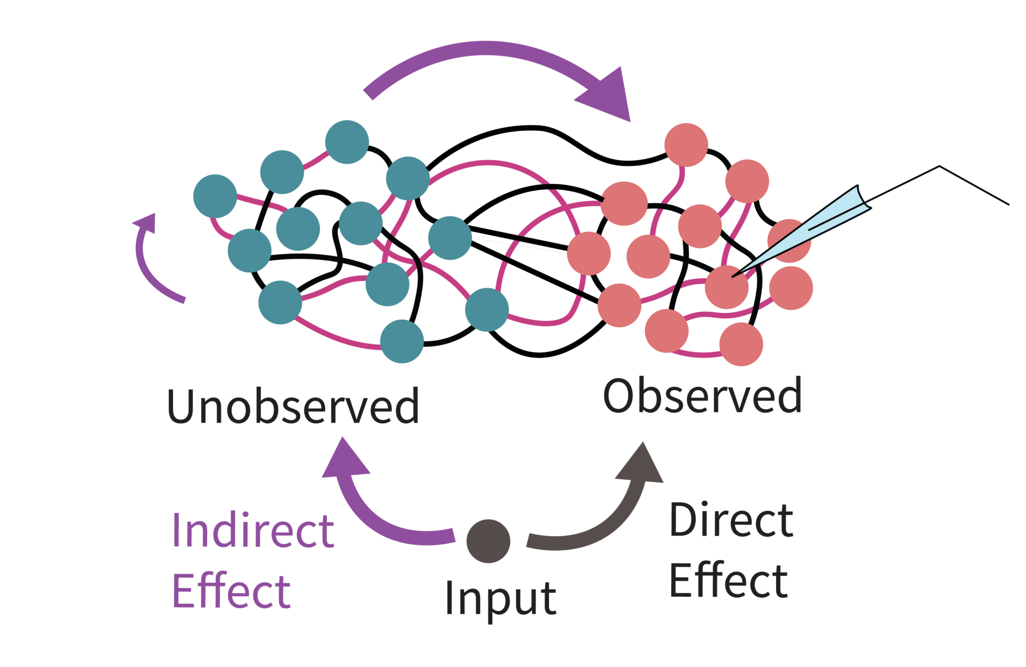 Schematic of a neural network showing observed and unobserved nodes, with input producing direct and indirect effects.
