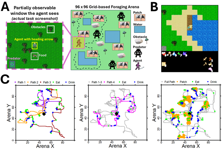 Task and path overview showing structured exploration and revisitation behavior of model-free agents during an open-ended, partially observable environment