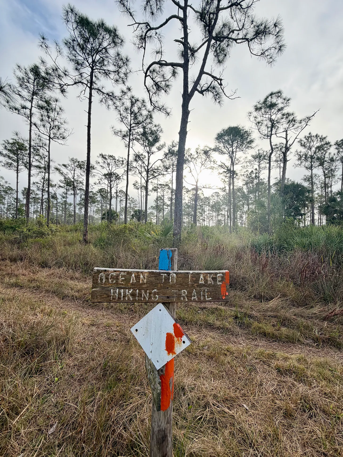 Trail Running in Florida: What I Discovered After My First 100-Miler 