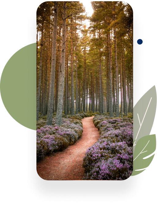 A path in a forest
