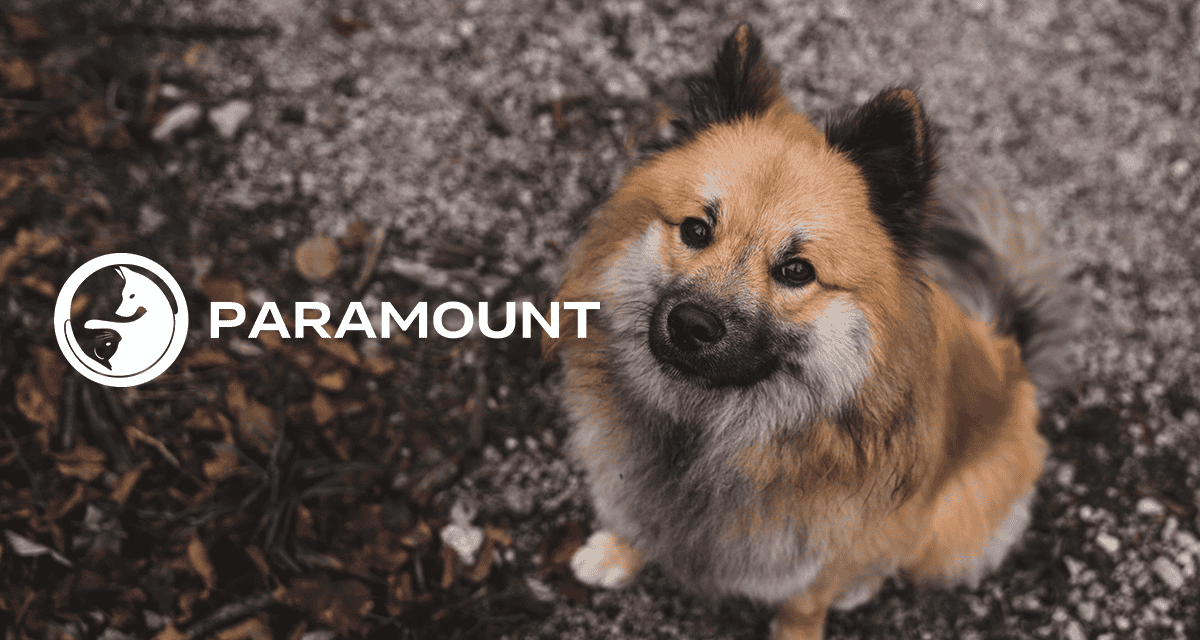 Paramount 24 Hour Animal Hospital