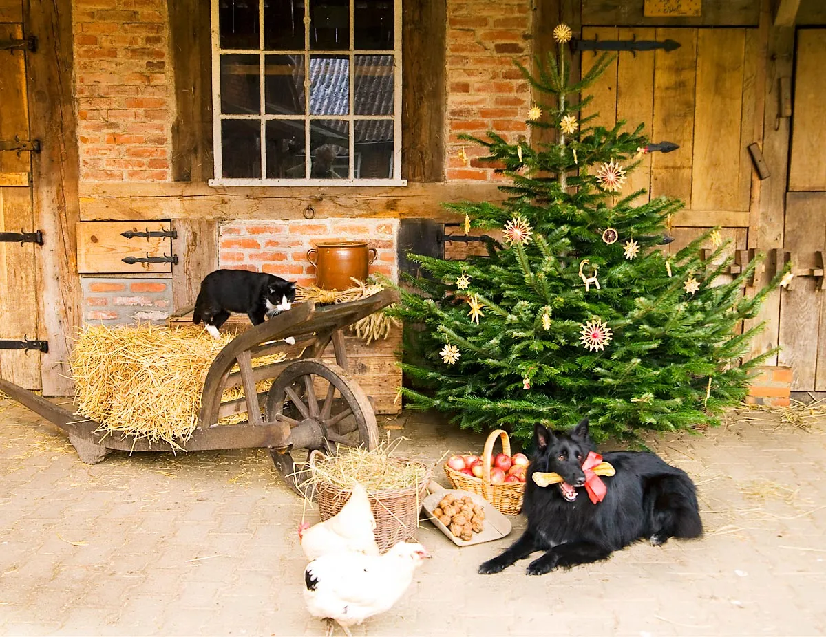 En sort hund sidder ved siden af et juletræ.