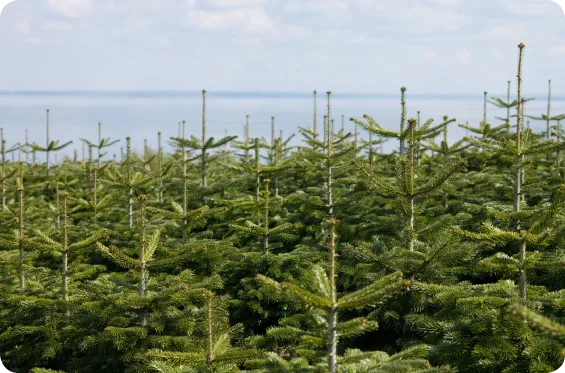 Udsigt med juletræer og havet i baggrunden