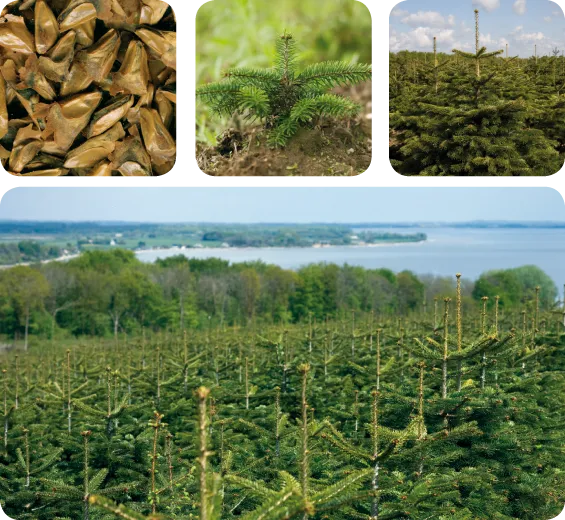 Fire billeder sat sammen. Grantræer