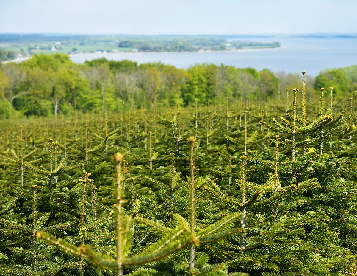 Grantræer og hav udsigt