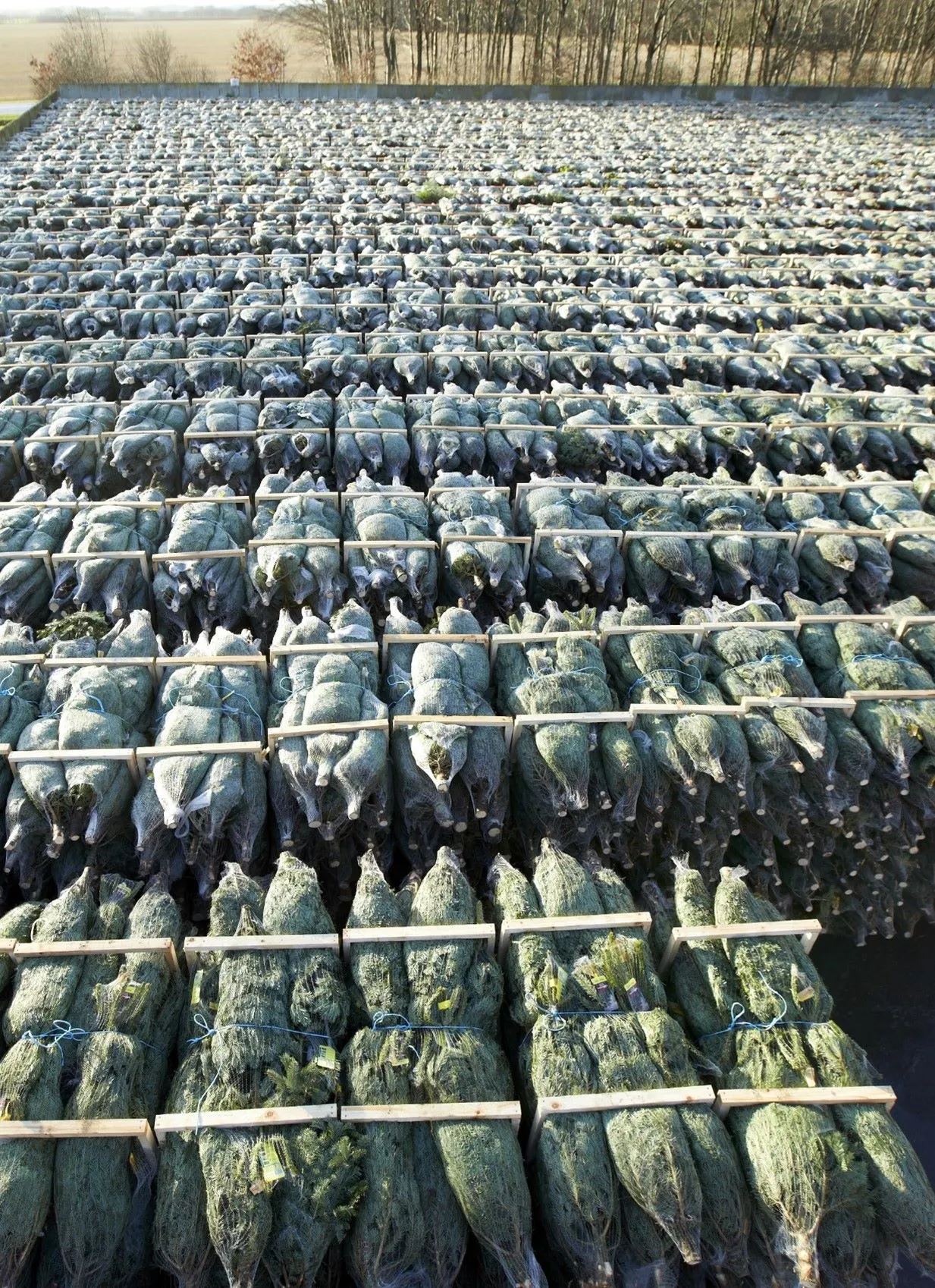 Grantræer som er pakket i rækker