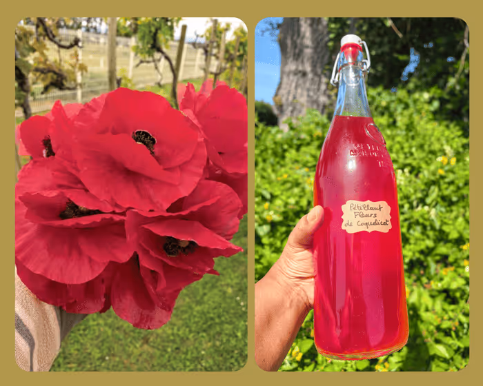 Pétillant de fleurs de grand coquelicot