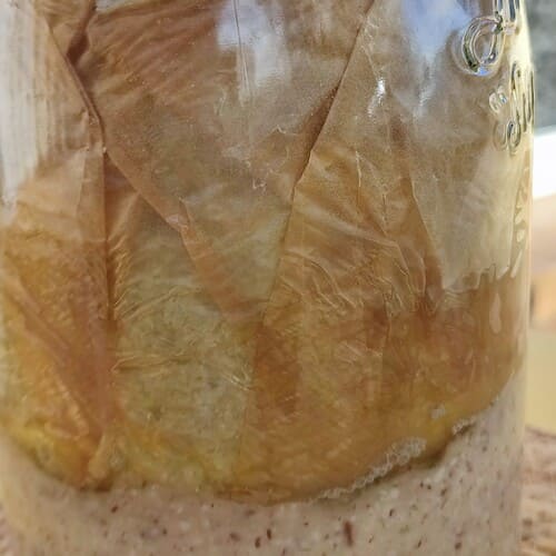 Début de formation de tamari près 2 mois de fermentation