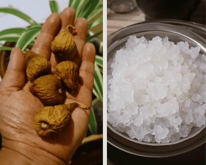 Sources de bactéries lactiques fructophiles