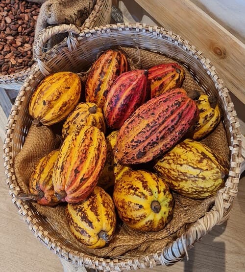 Cabosse de cacao de Madagascar