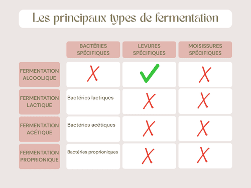 Les principaux types de fermentation