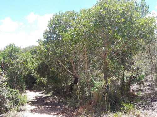 Forêt de tapia à Madagascar