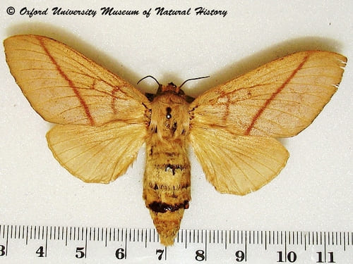 Paillon Borocera madagascariensis