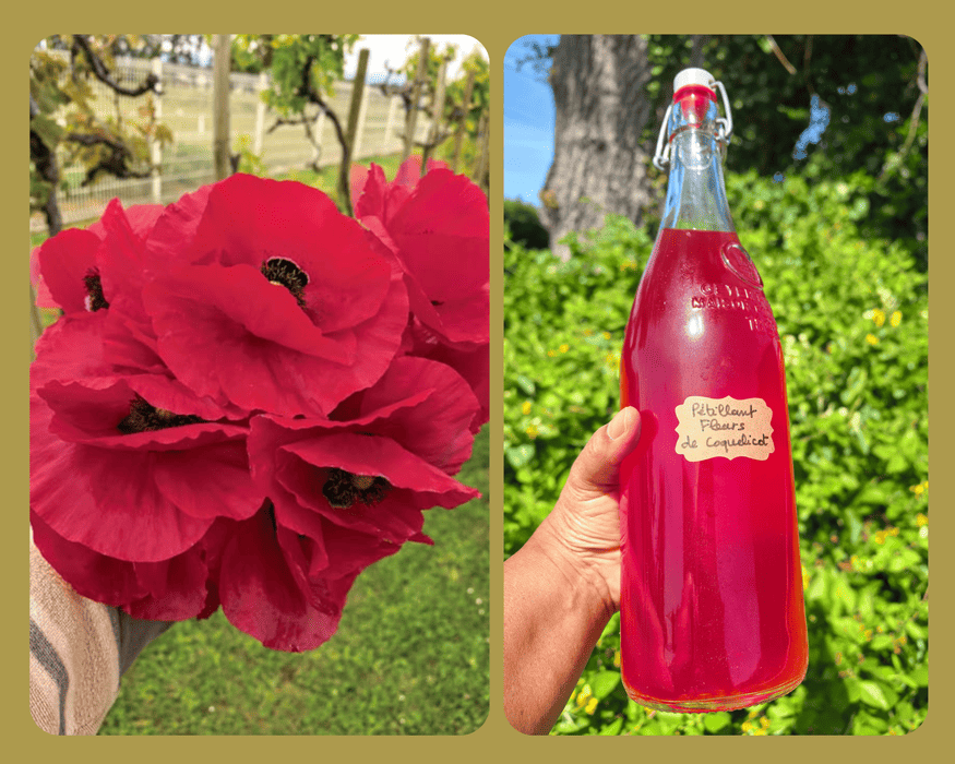 Pétillant de fleurs de grand coquelicot