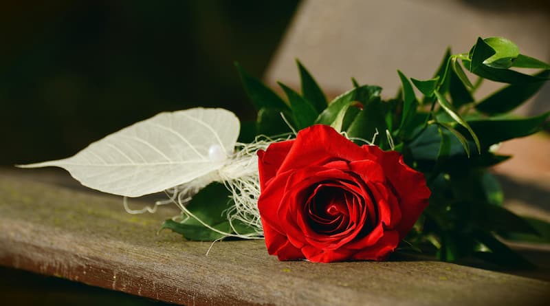 Rote Rose liegt auf dem Tisch: Die Zeit, die du für deine Rose verloren hast, macht sie so wichtig.