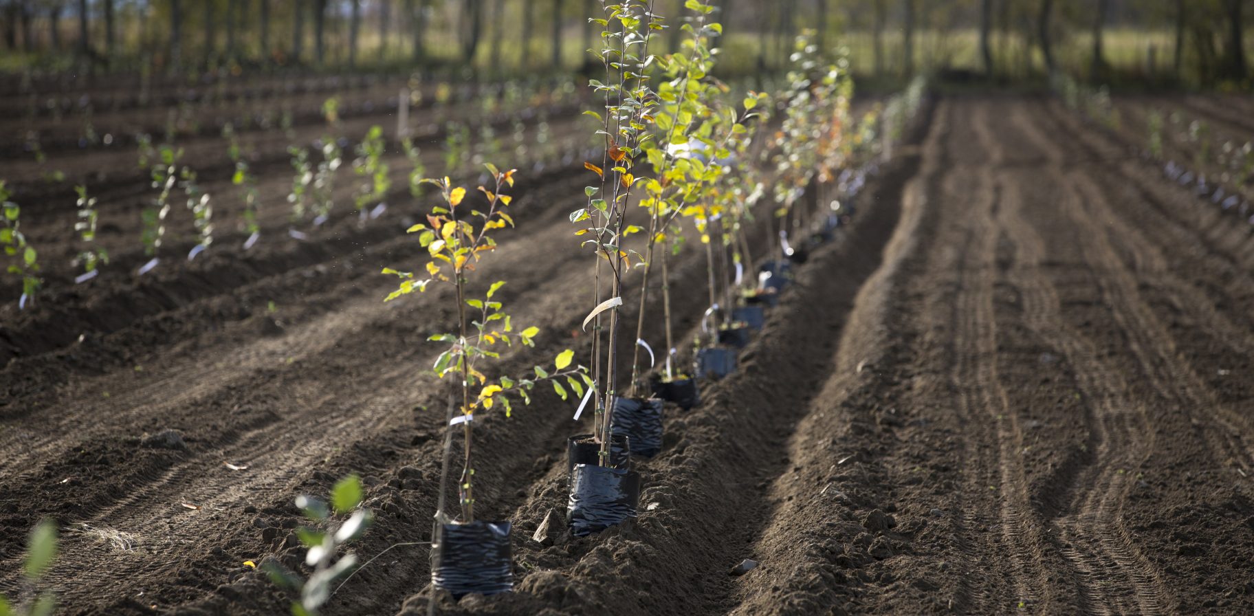 Young apple trees planted in rows.