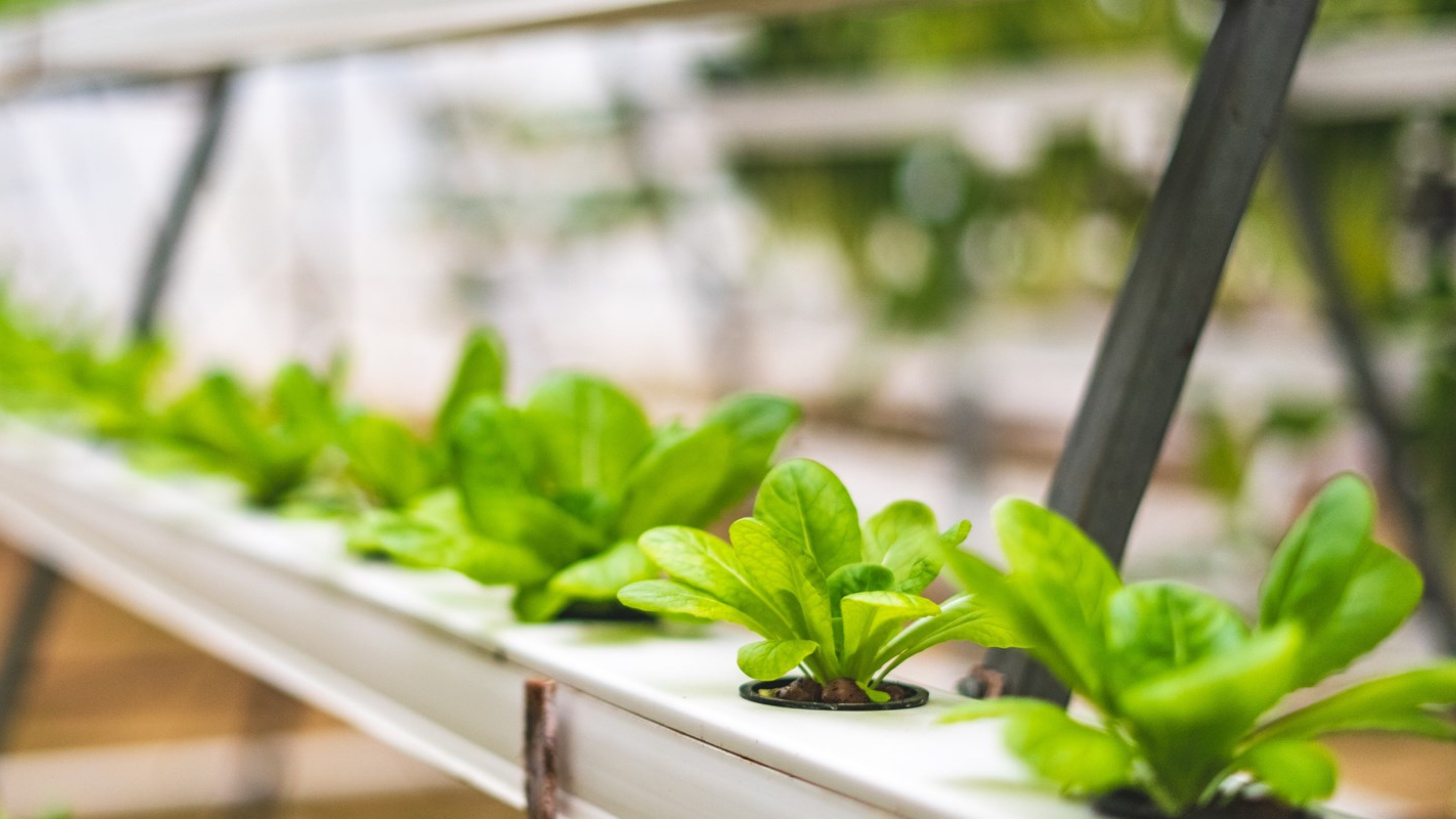 Vertical farming patent infringement: a new approach to territorialism