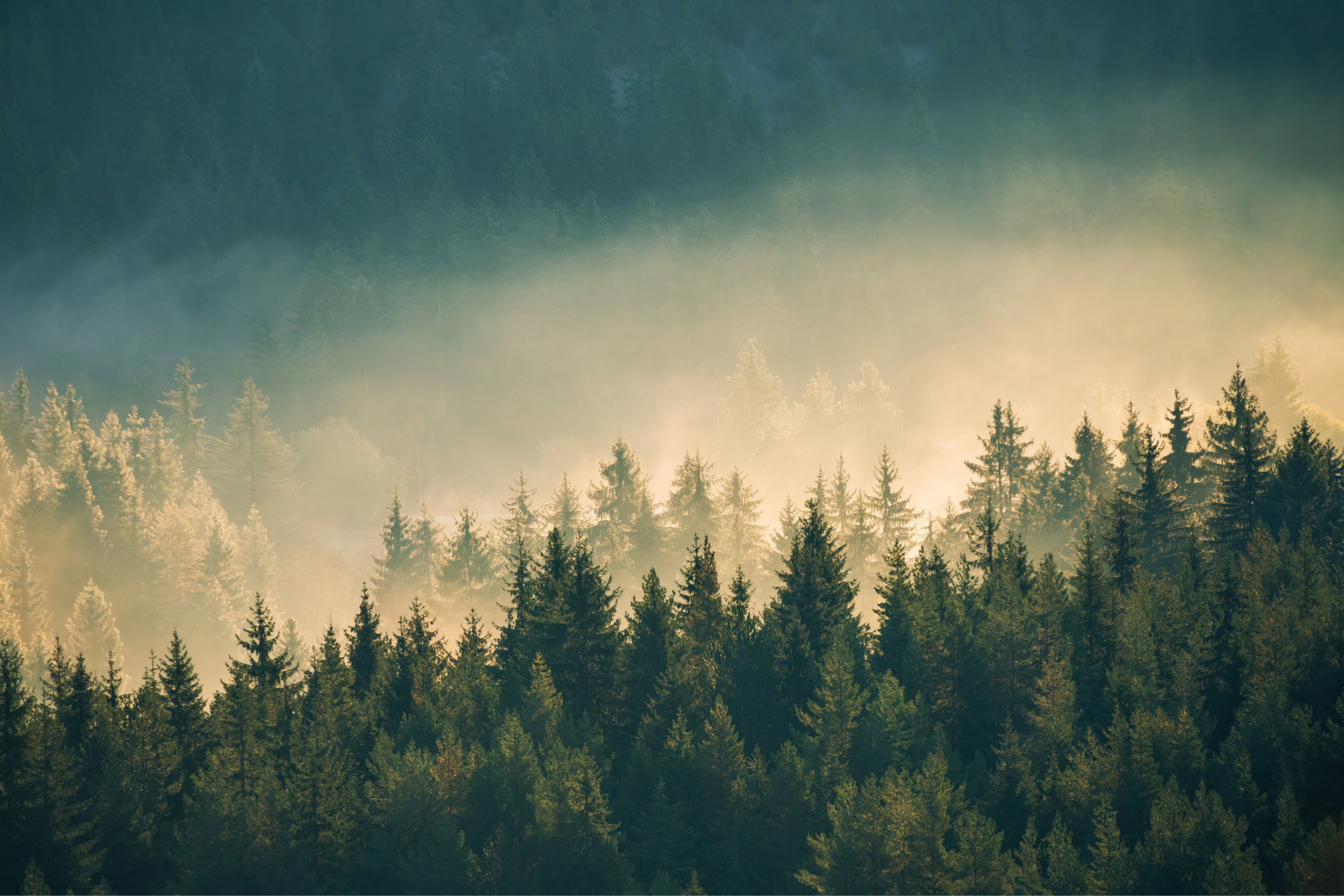 Protecting innovation in biochar: essential IP strategies for a rapidly growing climatetech sector