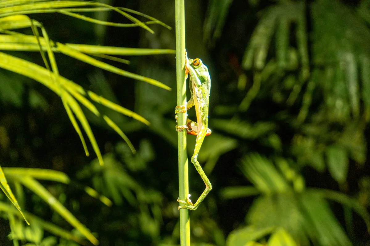 a small lizard is climbing up a tall plant
