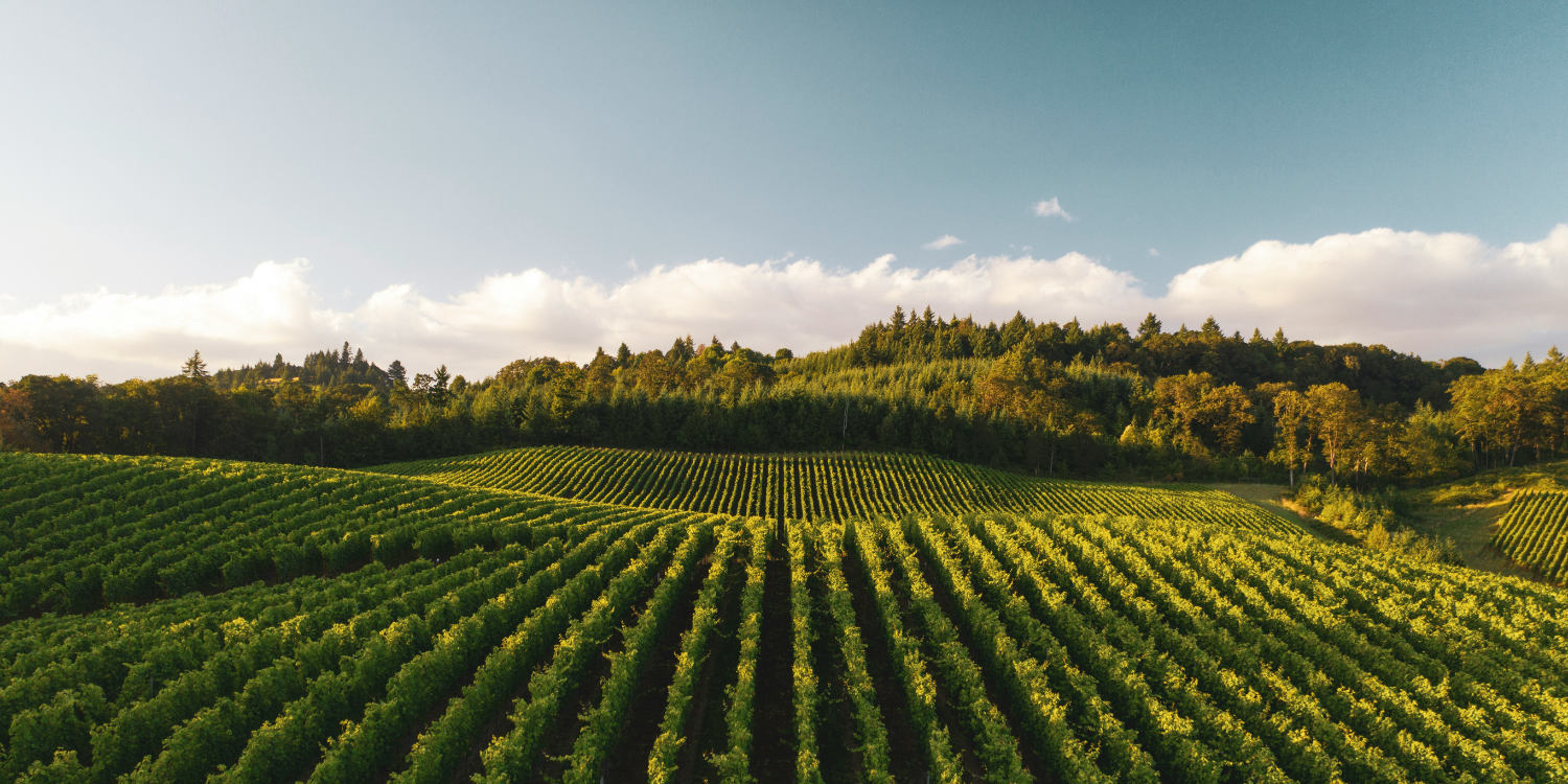 Drone Crop Health & Irrigation Monitoring