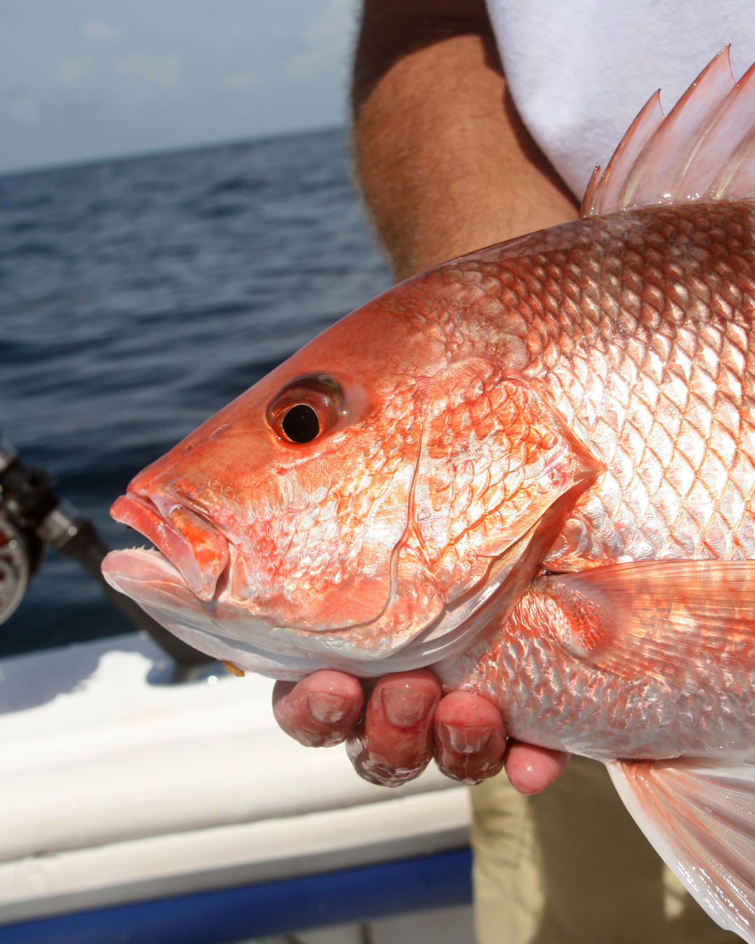 Close-up of an angler holding a red snapper on a boat