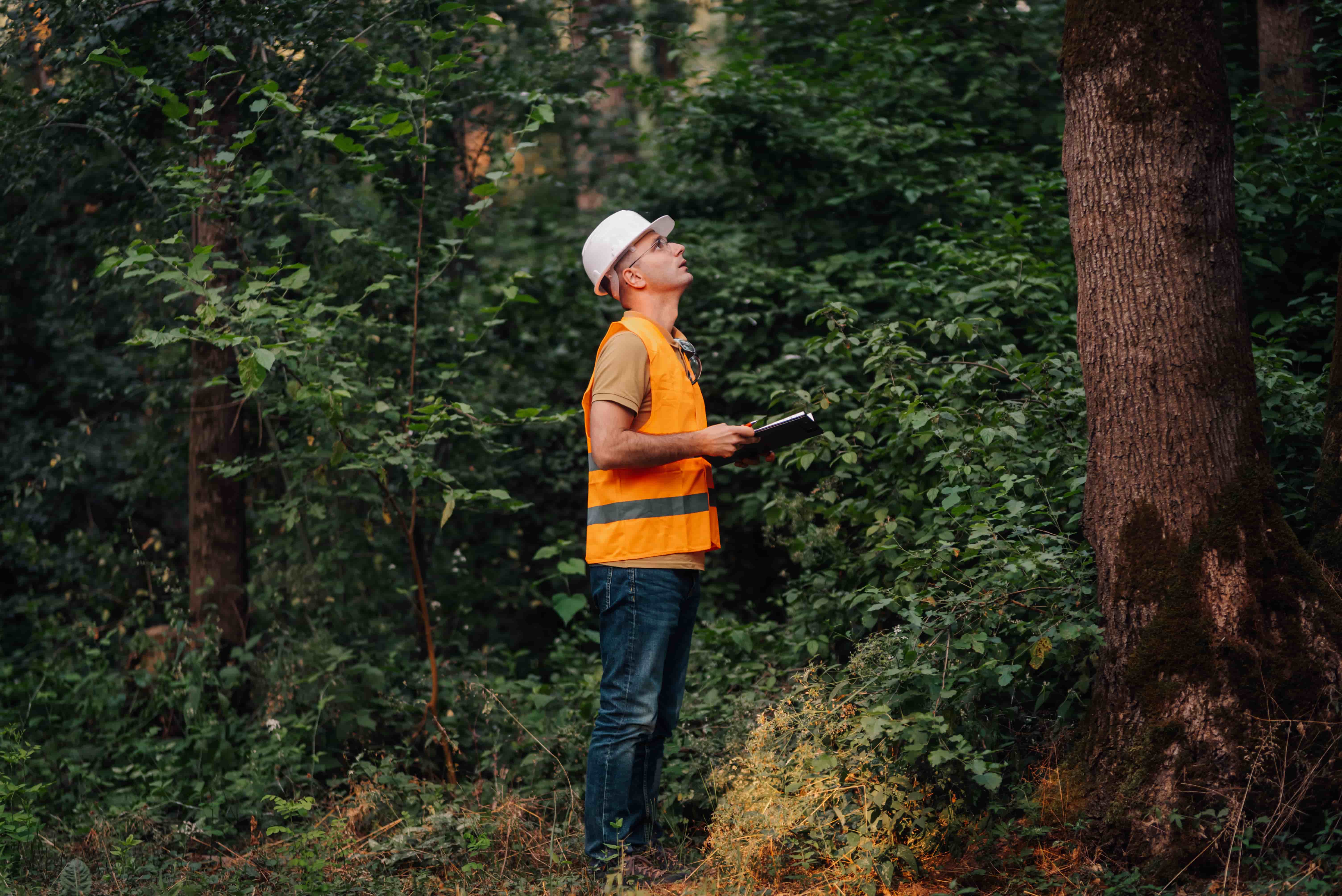 Challenges in Utility Vegetation Management & How Software Helps
