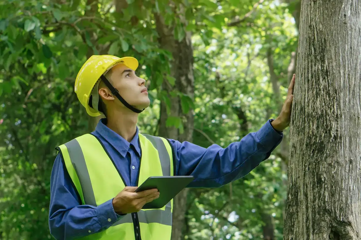 UVM inspector using vegetation management software in the field