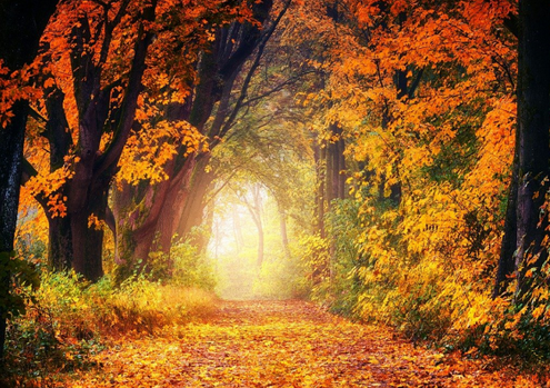 michele simon deces strasbourg akene