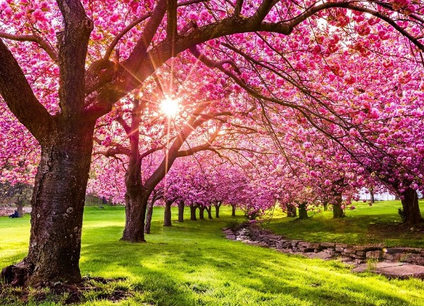 Lucienne grundrich Mendelski décès Strasbourg Akène alternative funéraire