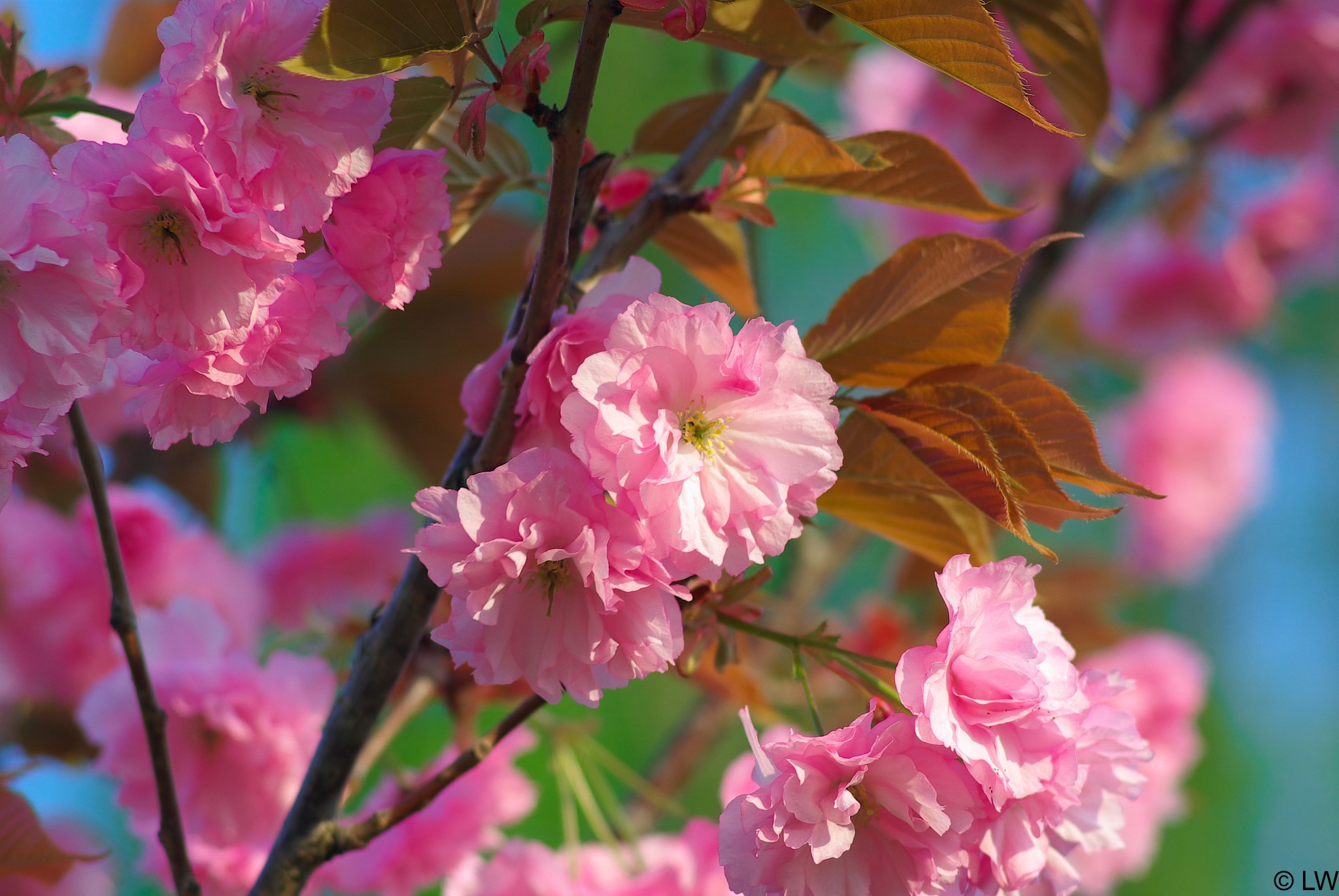Théa Weidmann décès Akène Strasbourg Sonnenhof Bischwiller