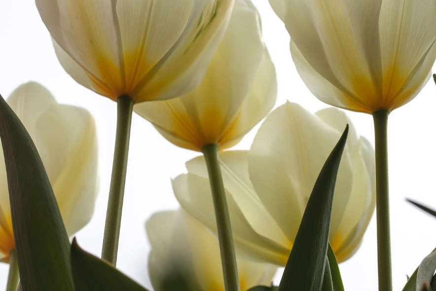 denise seltzer eblinger décès strasbourg akene