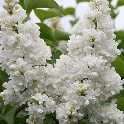 décès jean-marc ricci strasbourg akene lilas blanc