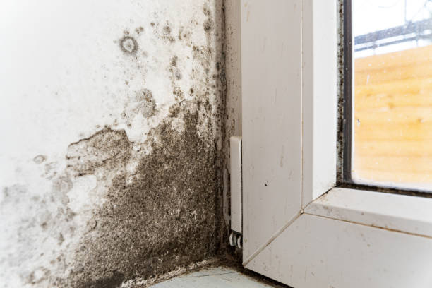 Mold on the window 