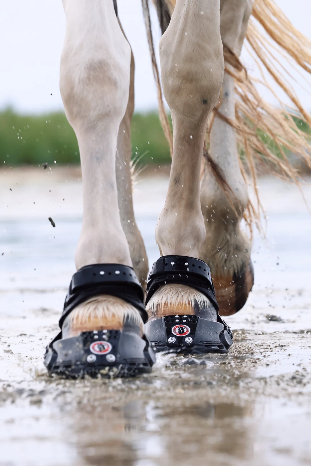 Trailblazer Jogging Shoe fitted on a horse during outdoor riding
