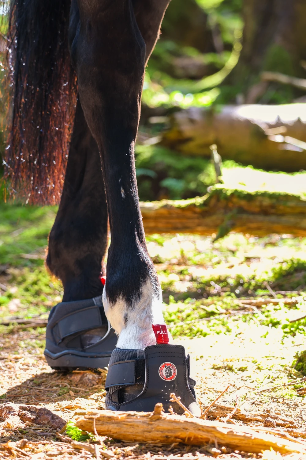 Trekking Jogging Shoe fitted on a horse during outdoor riding
