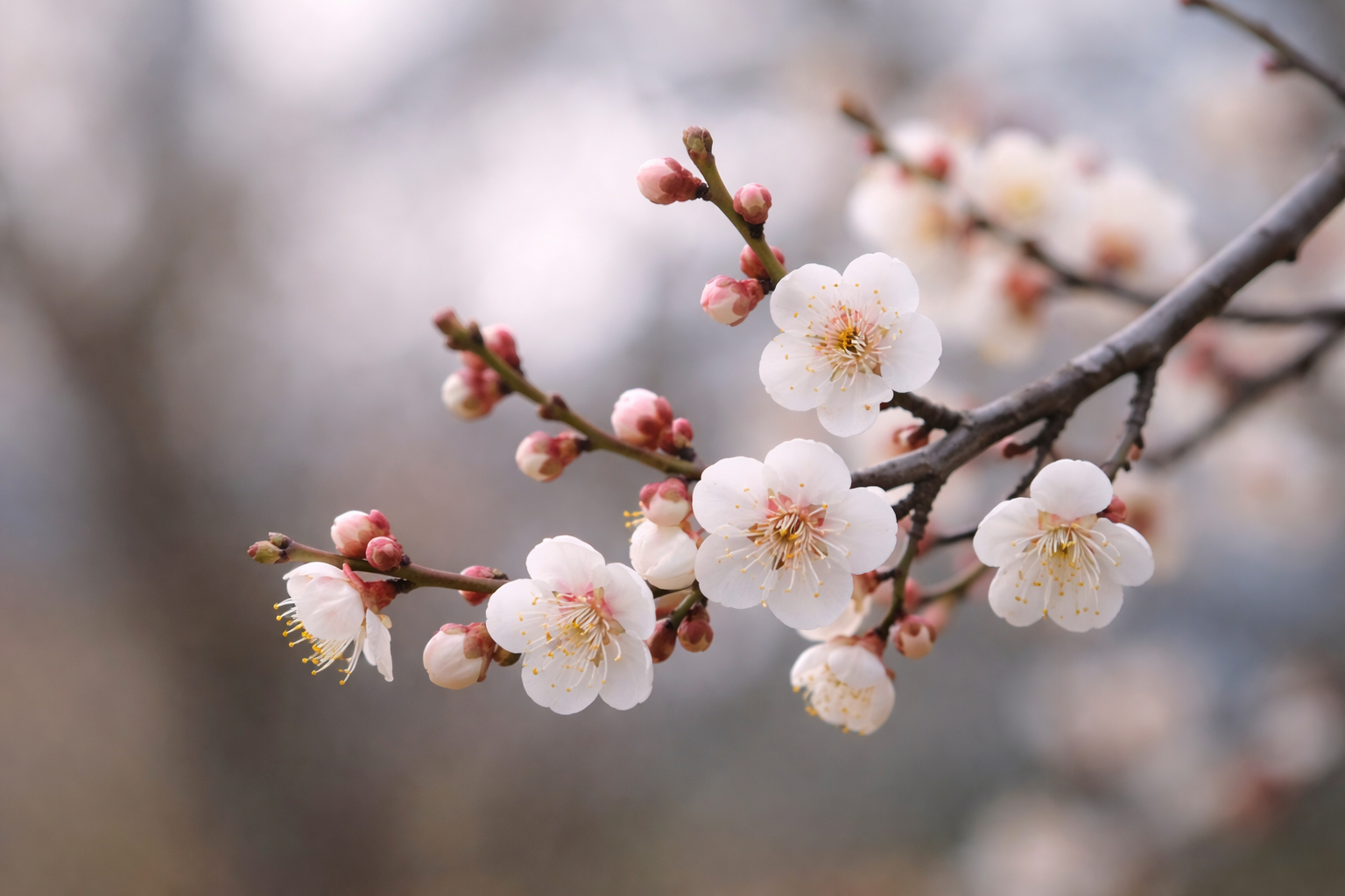 Close-up of plum blossom (ume) flowers and buds on a dark, leafless branch in late winter, symbolizing resilience and the approach of early spring.