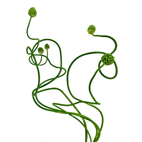 Snake Ball Allium