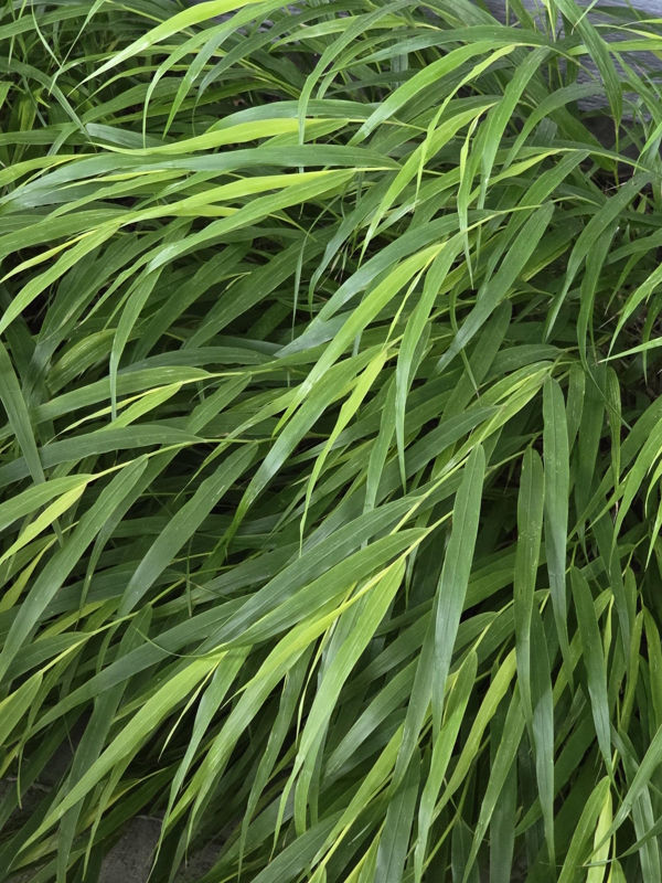 Japanese forest grass (Hakonechloa macra) growing naturally, its long green leaves creating overlapping lines, curves, and variations in direction.