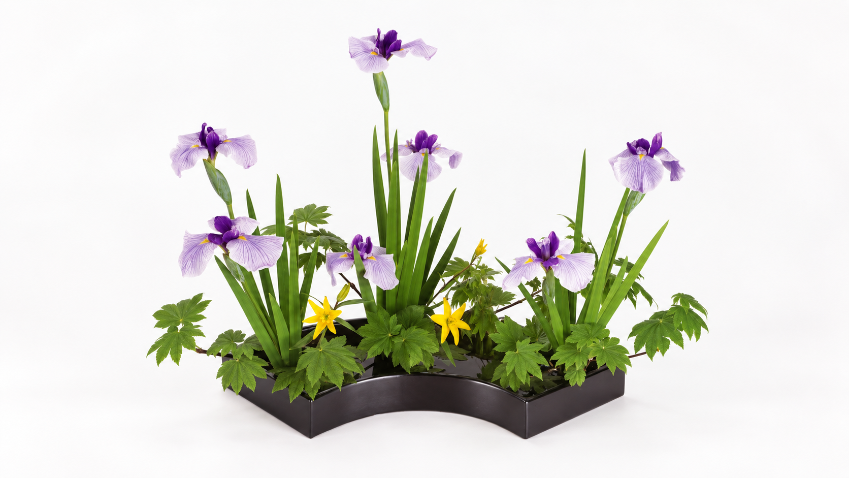 Ohara Ikebana iris arrangement with purple Japanese irises, green foliage, and yellow flowers in a low black fan-shaped container.