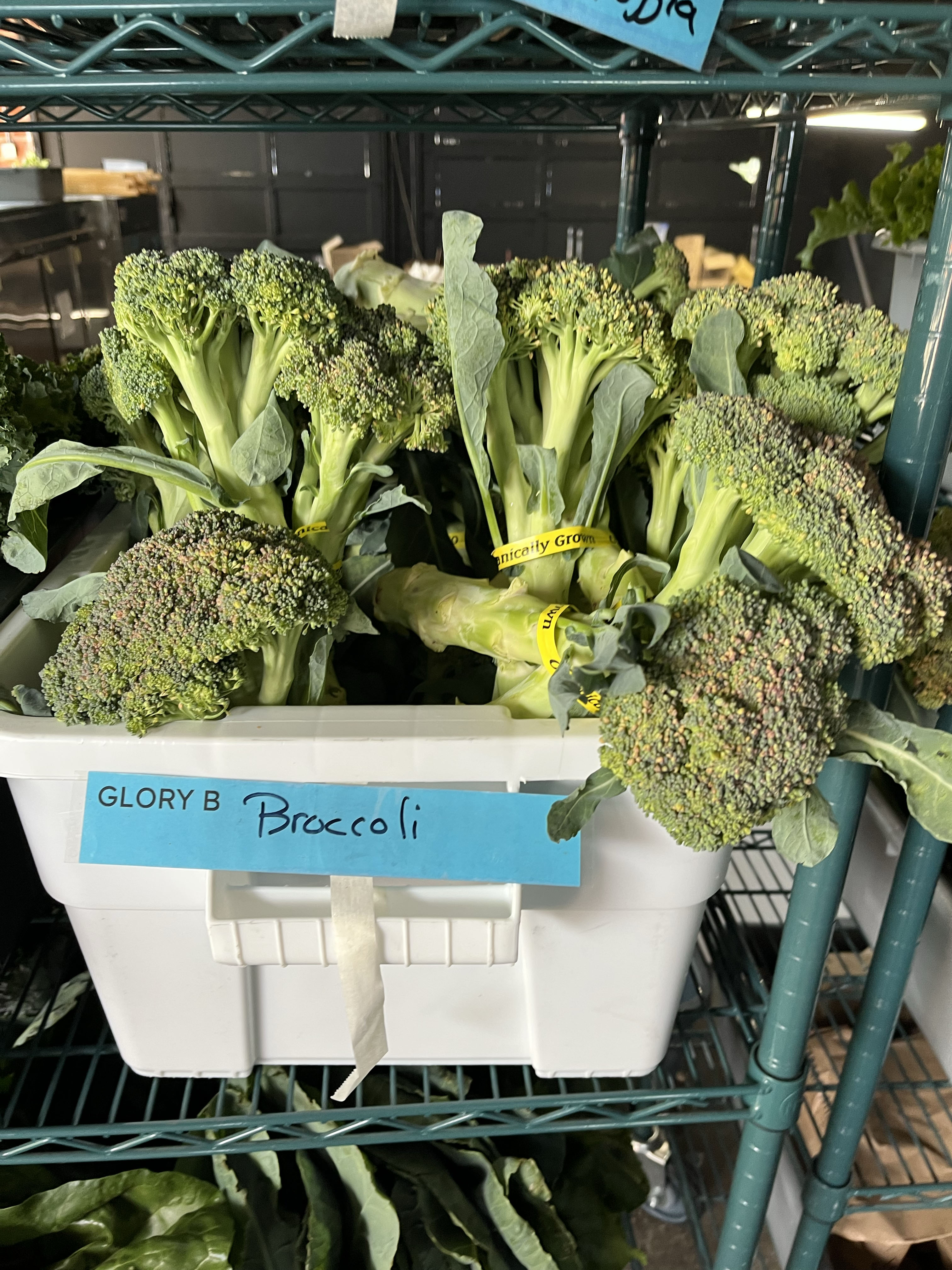 Freshly harvested organic broccoli from a local Neighbor's Garden producer