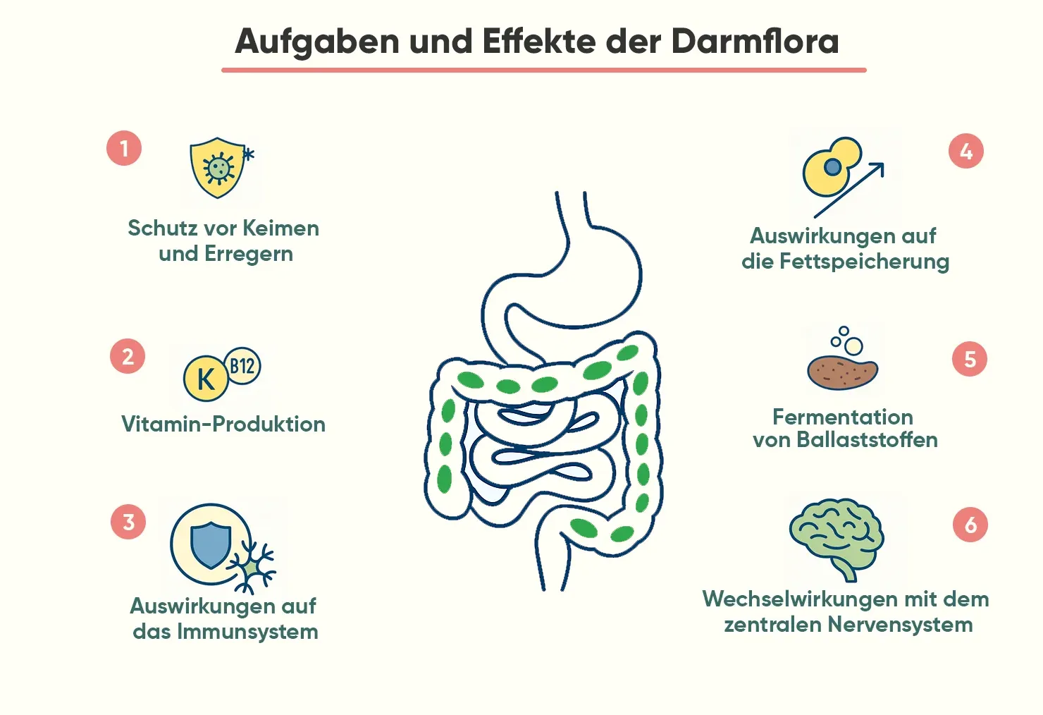 Grafik zu den Aufgaben der Darmflora mit Hinweisen auf Immunsystem, Vitaminproduktion, Fett­speicherung und Verdauung, die zeigt, wie eine gesunde Darmflora beim Abnehmen unterstützt – Zusammenhang zwischen Darmflora abnehmen und Gesundheit.